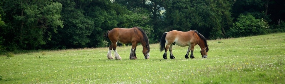 the-acton-scott-estate-acton-scott-near-church-stretton-shropshire